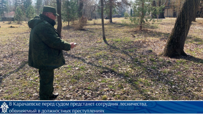 В Карачаевске перед судом предстанет сотрудник лесничества, обвиняемый в должностных преступлениях